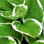 Hosta: planting, cultivation and maintenance