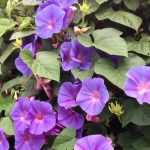Ipomoeas: sowing, planting, cultivation and maintenance