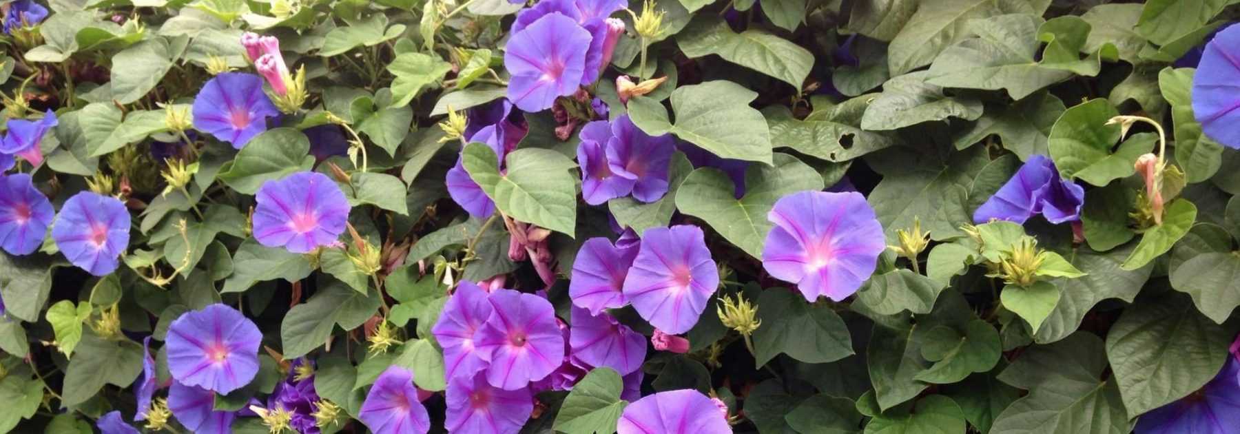 Ipomoeas: sowing, planting, cultivation and maintenance