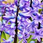 Hyacinth: planting, cultivation and maintenance