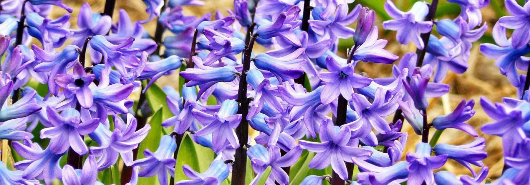 Hyacinth: planting, cultivation and maintenance