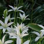 Ornithogalums: to plant, to grow and to maintain