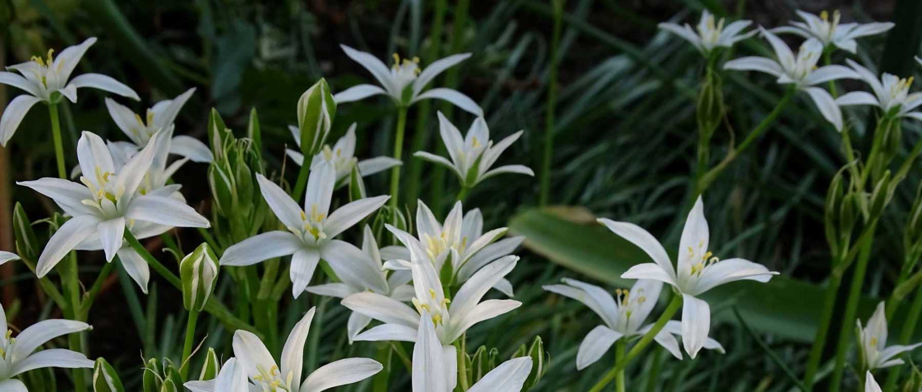Ornithogalums: to plant, to grow and to maintain