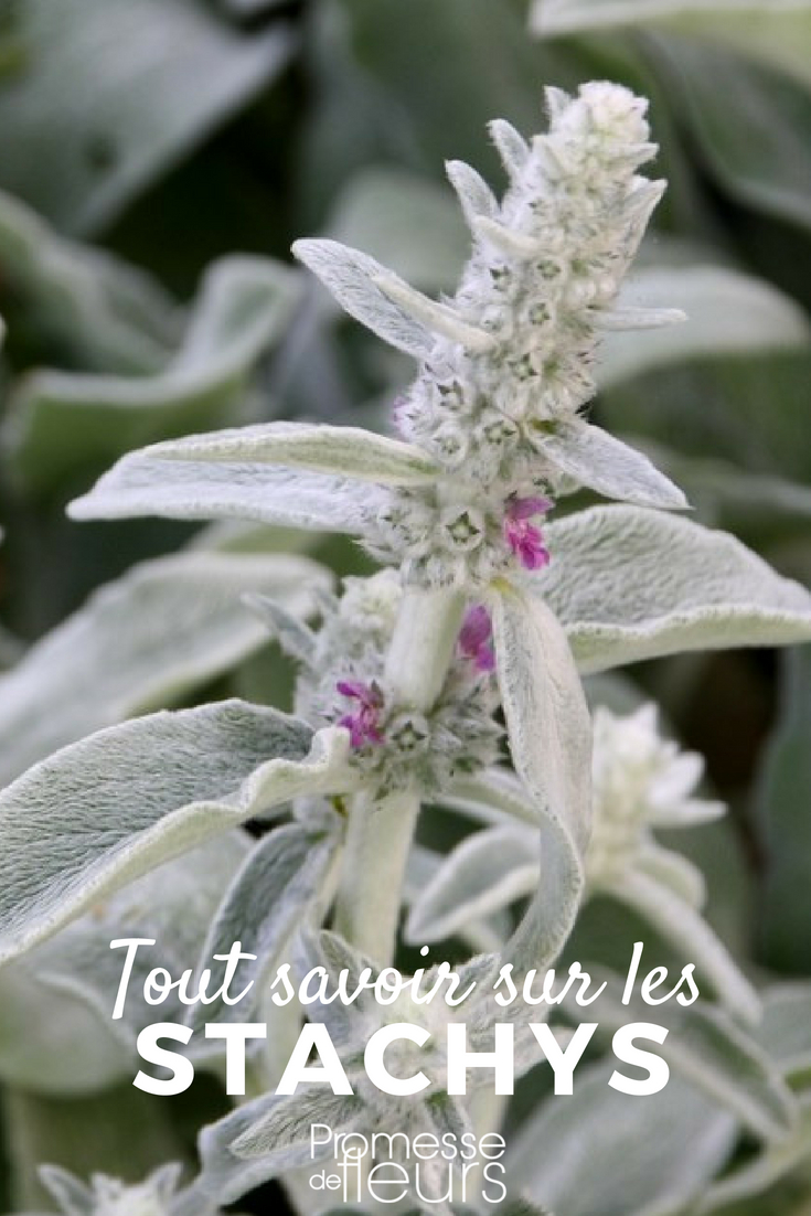 Stachys - Lamb's Ears
