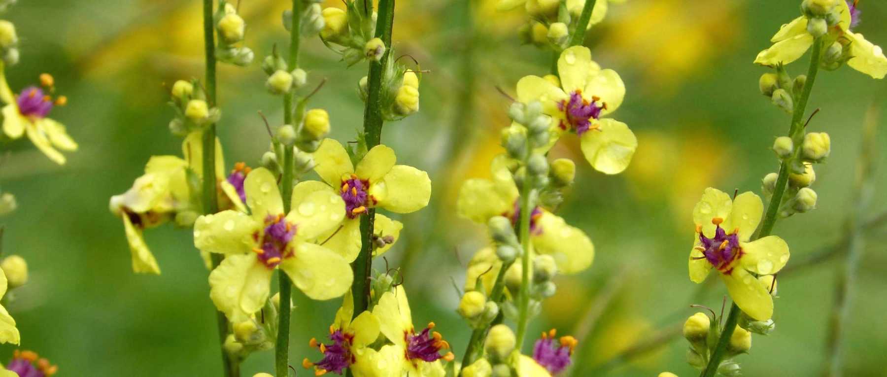 *Verbascum*, mullein: to plant, to grow and to maintain