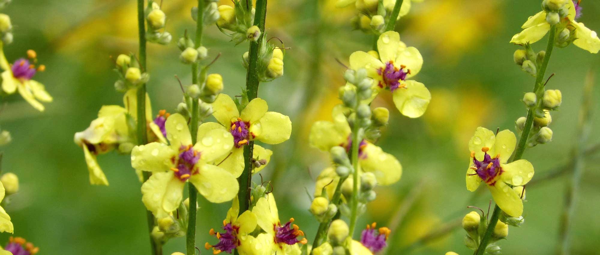 <em>Verbascum</em>, mullein: to plant, to grow and to care for