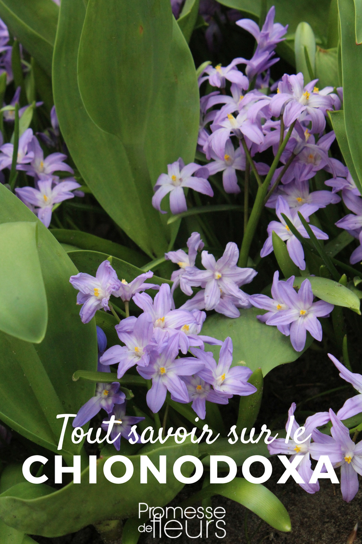 Chionodoxa, commonly known as glory-of-the-snow