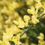 Broom, *Cytisus*: planting, pruning, maintenance