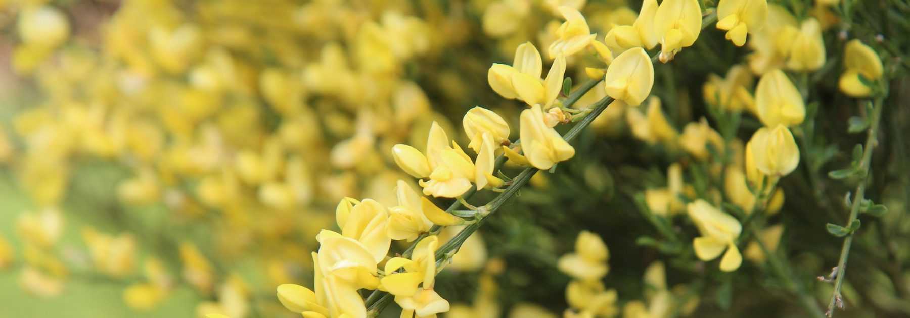 Broom, *Cytisus*: planting, pruning, maintenance