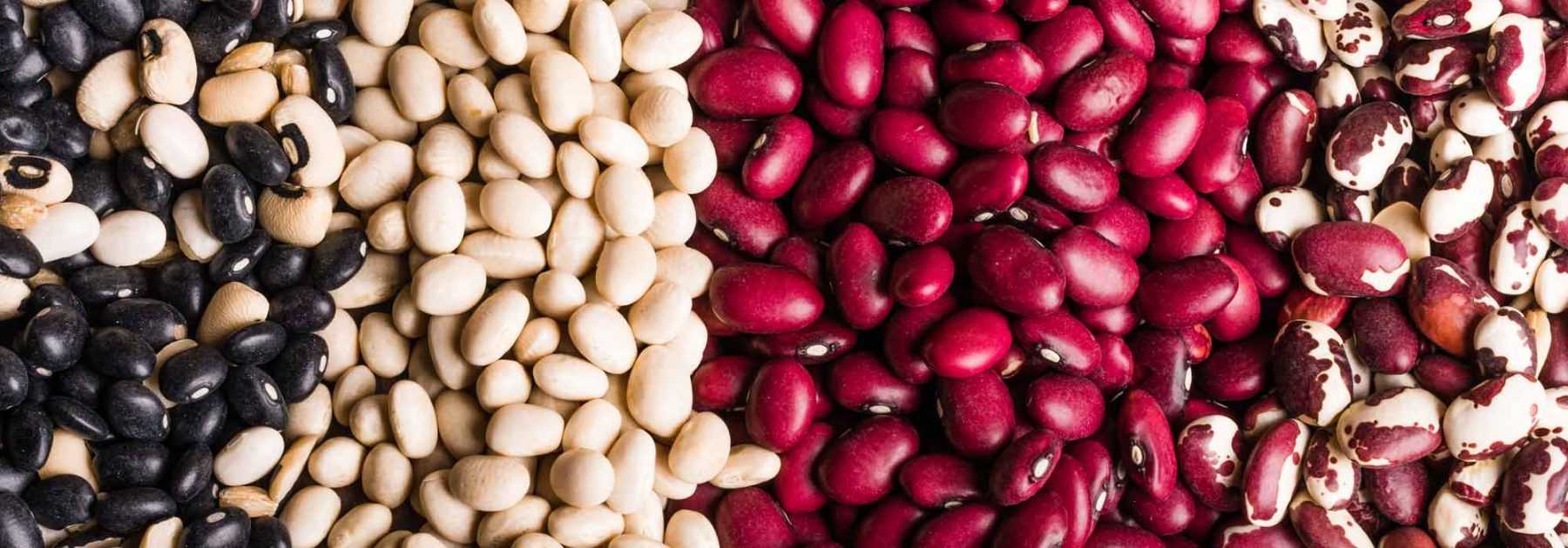 Beans: to sow, to grow, to harvest in the vegetable garden