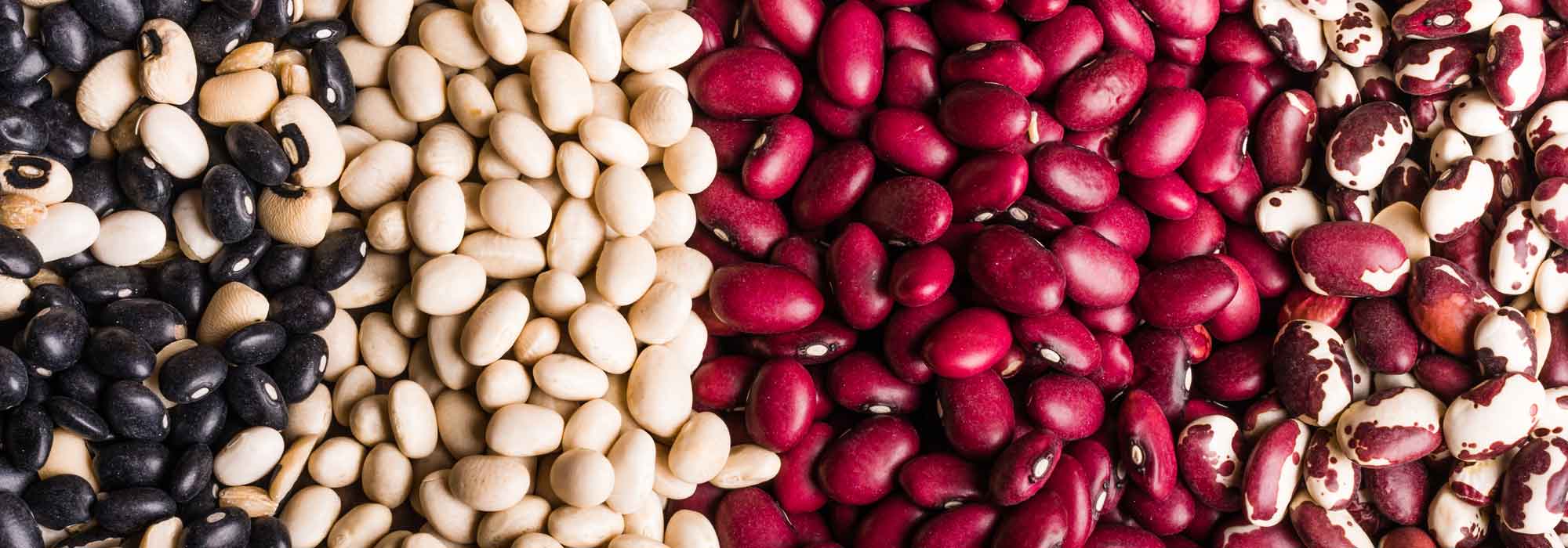 Beans: to sow, to grow, to harvest in the vegetable garden