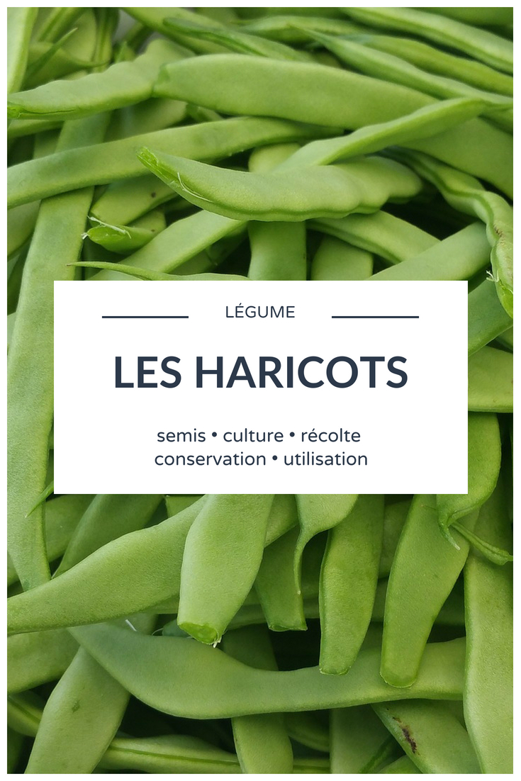 Beans - Sowing, Cultivating, Harvesting