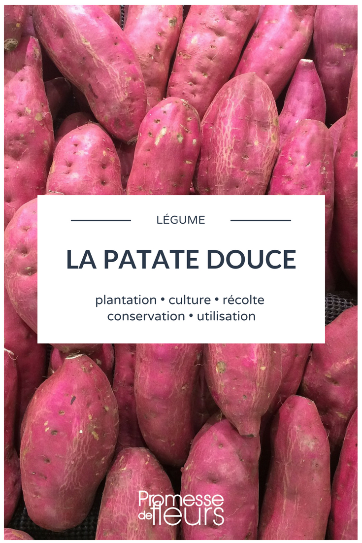 Sweet Potato: Planting, Cultivation, Harvest in the Vegetable Garden
