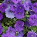 Petunia, Surfinia, Calibrachoa: planting, sowing, maintaining
