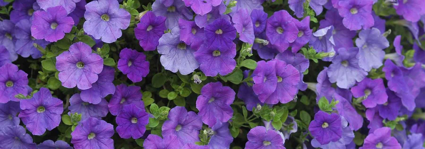 Petunia, Surfinia, Calibrachoa: planting, sowing, maintaining