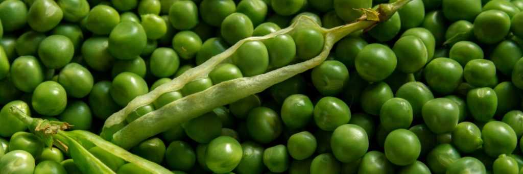 Peas and petit pois: sow, to grow, harvest in vegetable garden