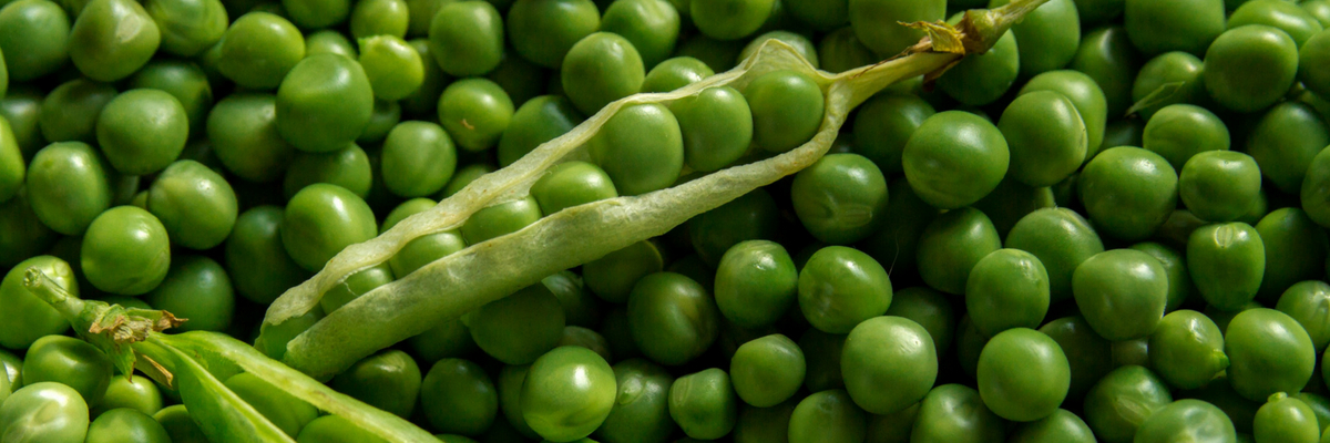 Peas and petit pois: sow, to grow, harvest in vegetable garden