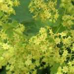 Lady's Mantle: Planting, Growing and Care