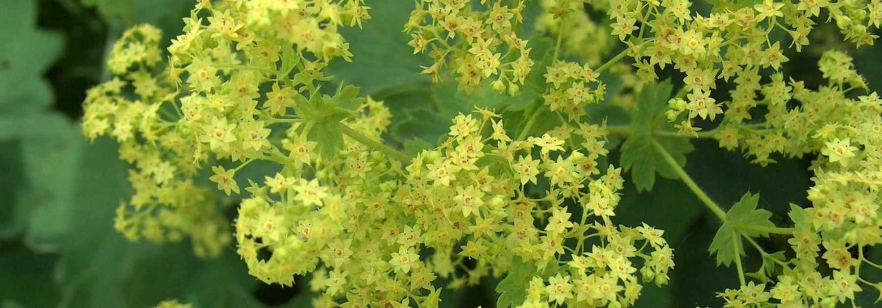 Lady's Mantle: Planting, Growing and Care