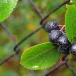 Aronia: plant, pruning and maintain
