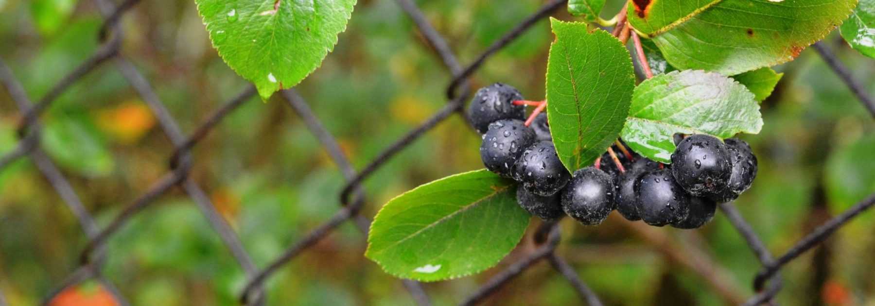 Aronia: plant, pruning and maintain