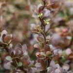 *Berberis*, thorny barberry: plant, prune and maintain