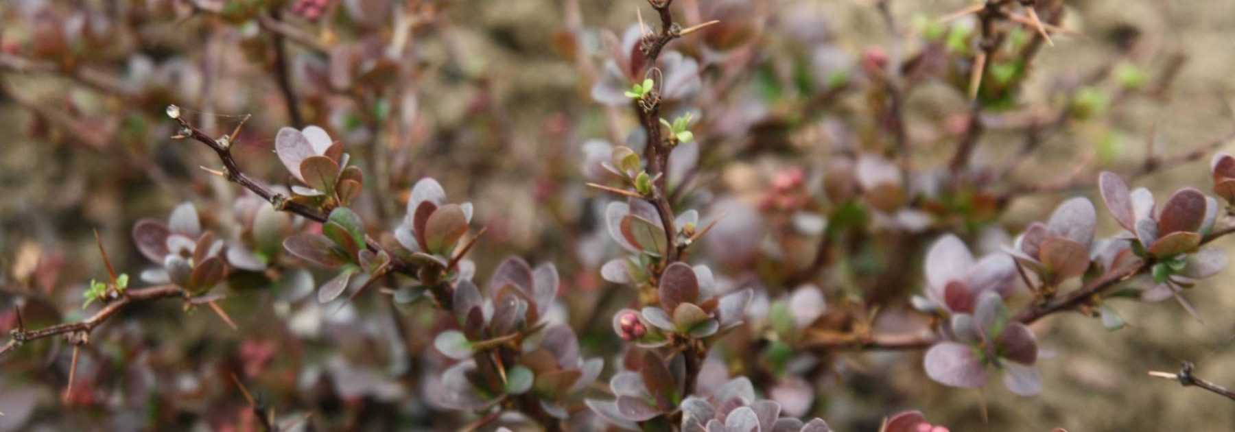 *Berberis*, thorny barberry: plant, prune and maintain