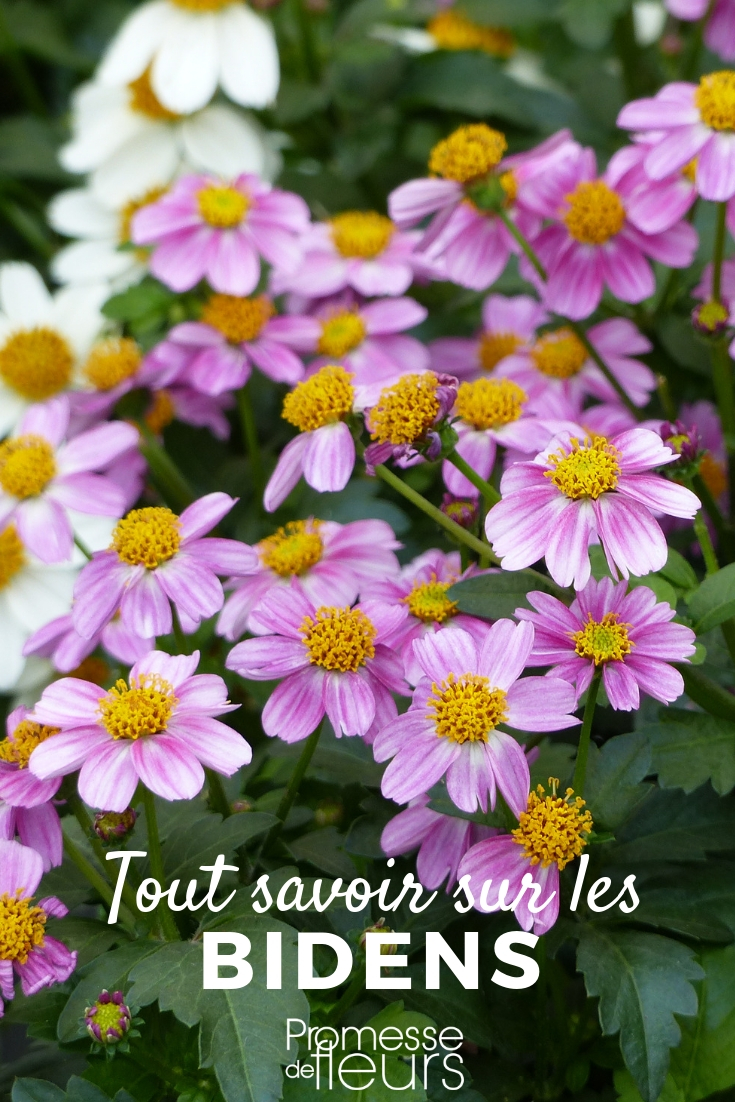 Bidens, Everything You Need to Know Bidens, an Annual Flower - Everything You Need to Know