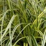 Carex: plant, divide and maintain