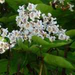 Catalpa: planting, pruning, maintenance
