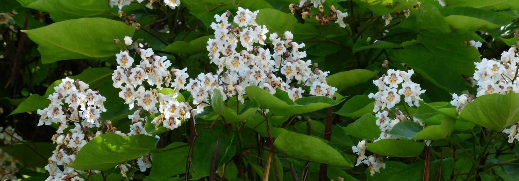 Catalpa: planting, pruning, maintenance