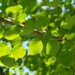 Caramel tree, *Cercidiphyllum*: plant, prune and maintain