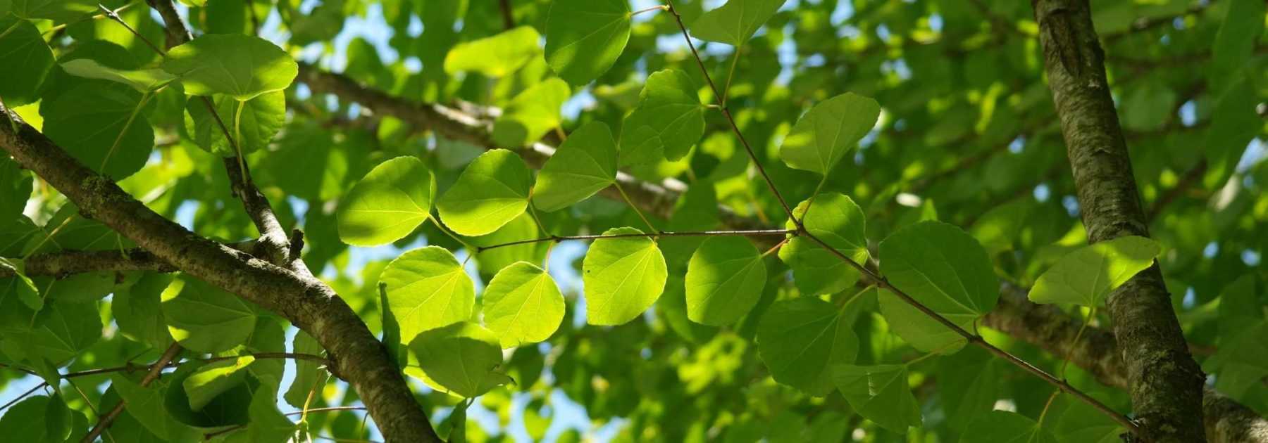 Caramel tree, *Cercidiphyllum*: plant, prune and maintain