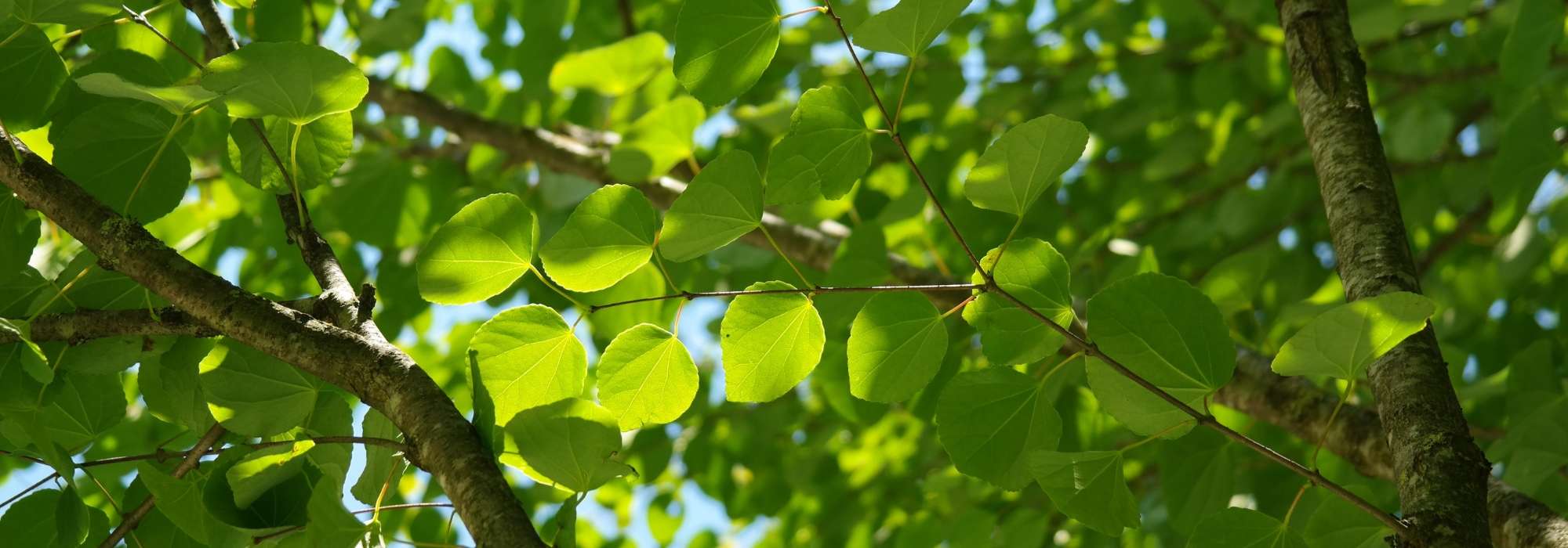 Caramel tree, Cercidiphyllum: planting, pruning and care