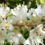 Clethra : plant, prune and maintain