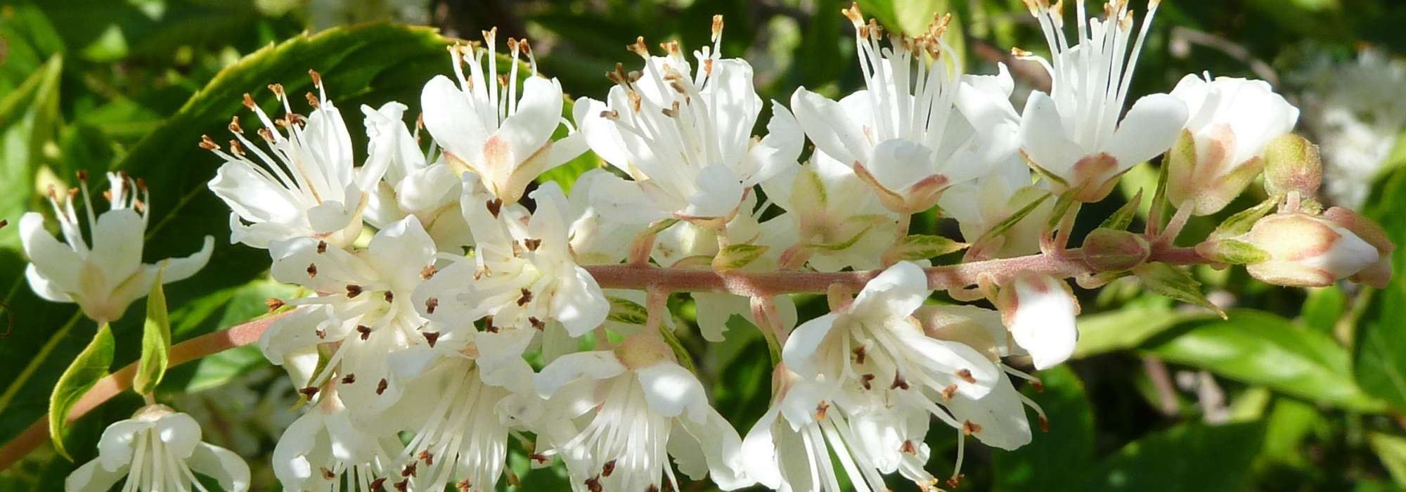 Clethra : plant, prune and maintain