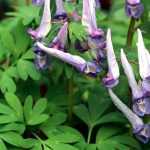 Corydalis : to plant, to grow and to maintain