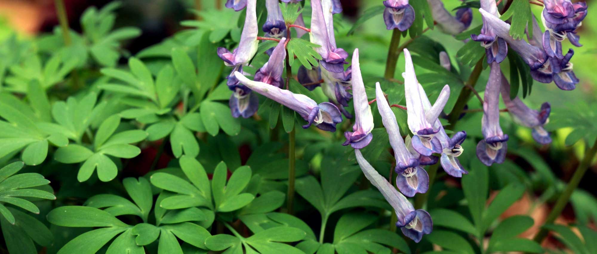 Corydalis: planting, growing and care