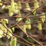 Corylopsis : plant, prune et maintain