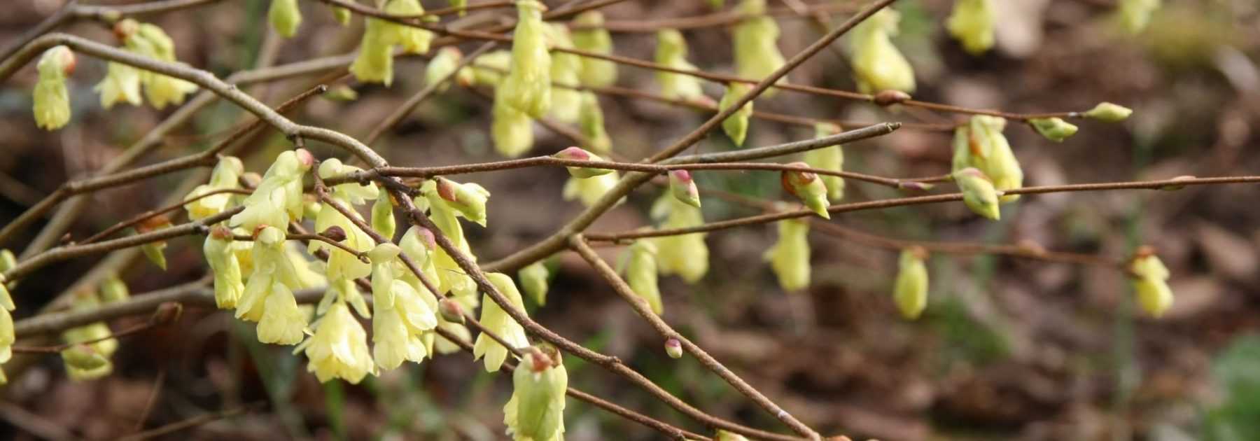 Corylopsis : plant, prune et maintain
