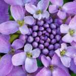 Iberis, *Iberis sempervirens*: planting, sowing and maintenance
