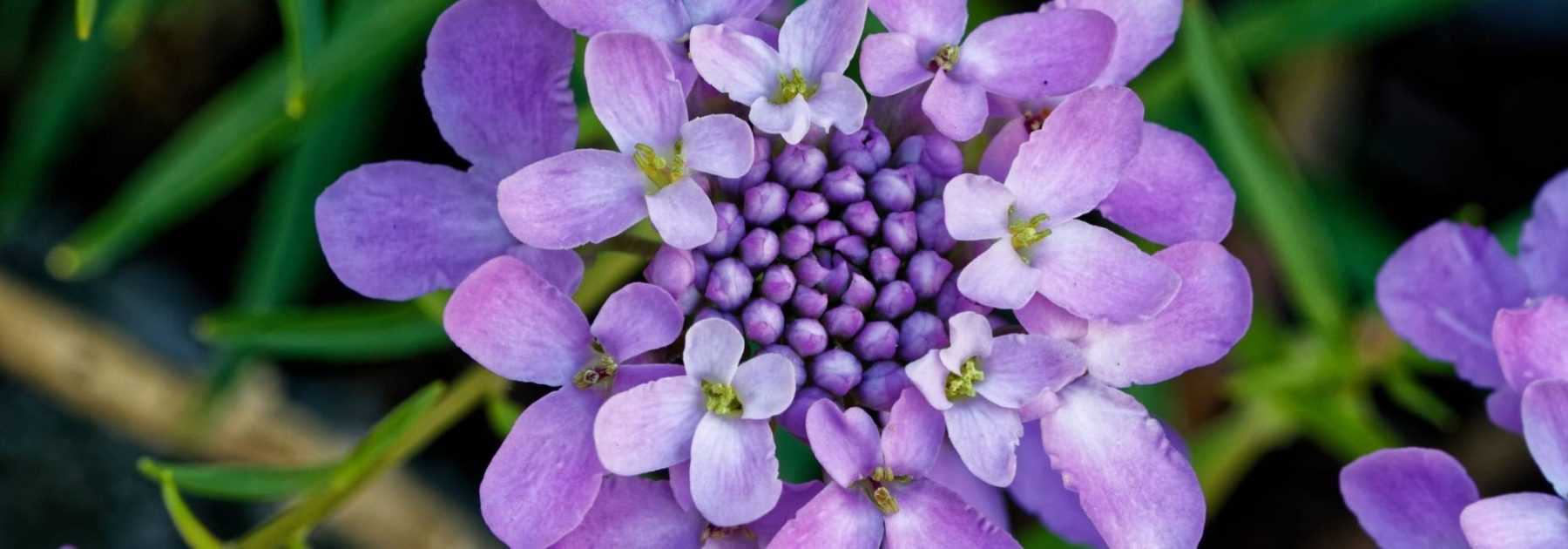 Iberis, *Iberis sempervirens*: planting, sowing and maintenance