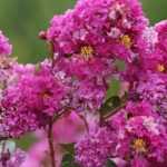 Lagerstroemia, Crepe Myrtle: Planting, Growing and Care