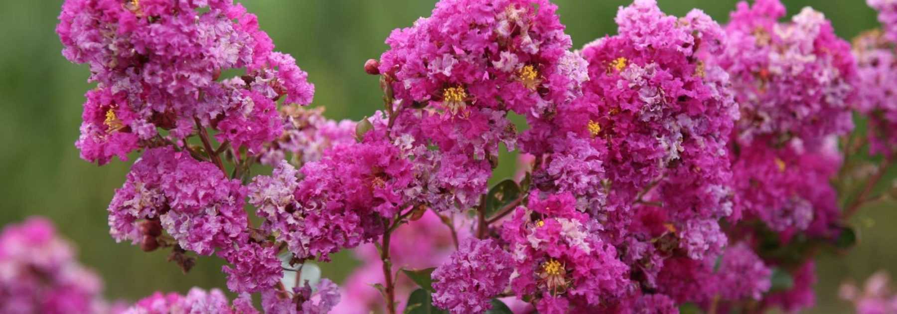 Lagerstroemia, Crepe Myrtle: Planting, Growing and Care