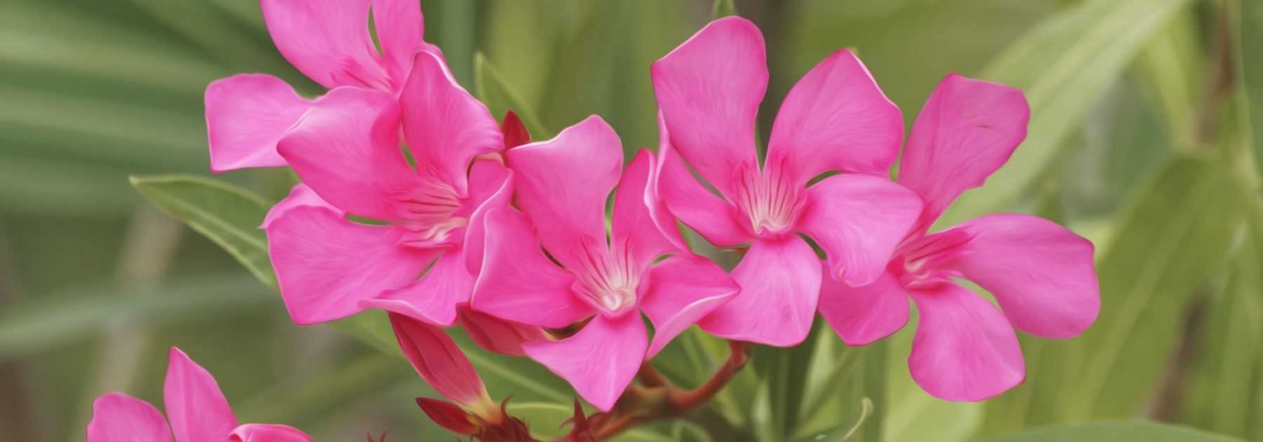 Oleander: planting, pruning and maintaining