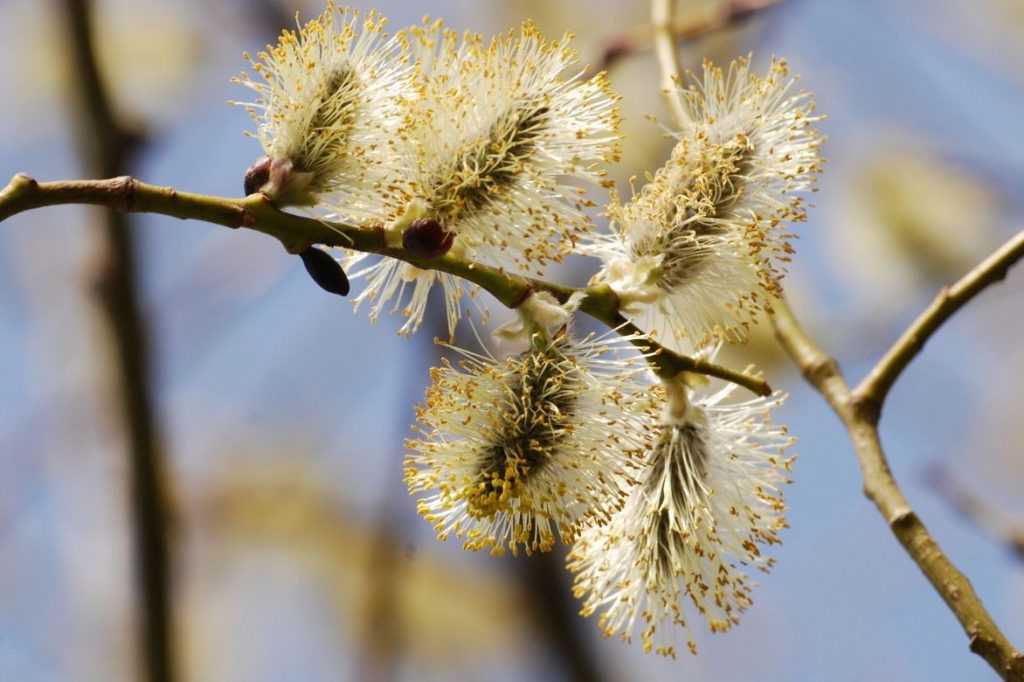 Willow, Salix: planting, pruning and care