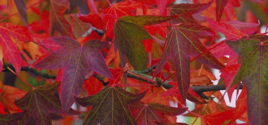 Sweet Gum in Autumn