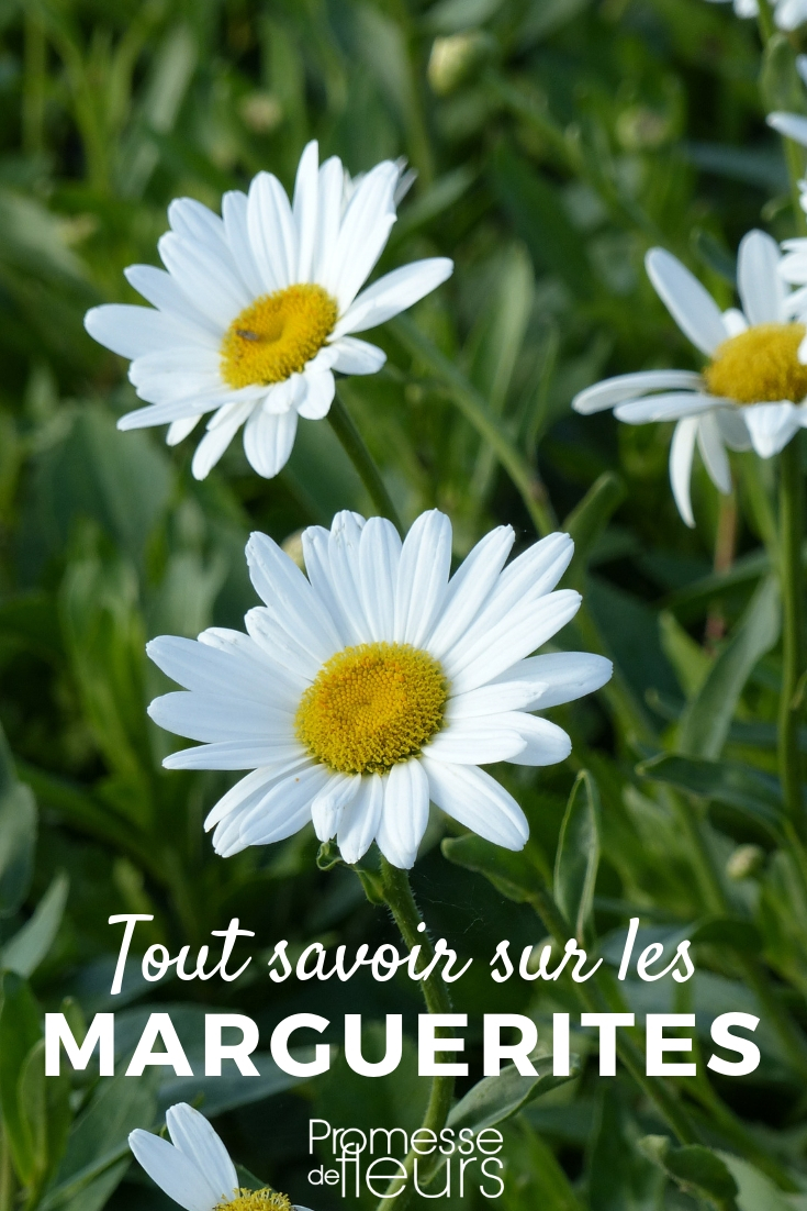 Daisy - Leucanthemum