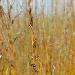 Molinie, *molinia caerulea* : planting, division, pruning and maintenance