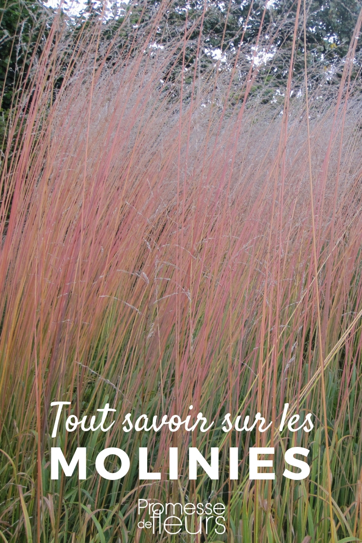 Moor Grass, Molinia